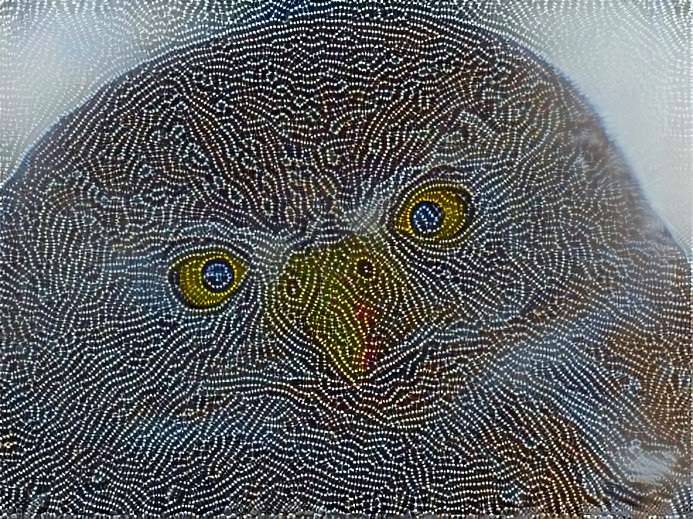 Owl