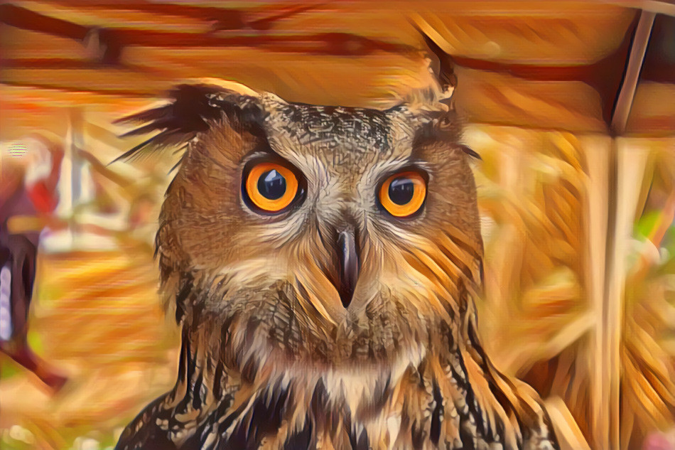 Owl 4