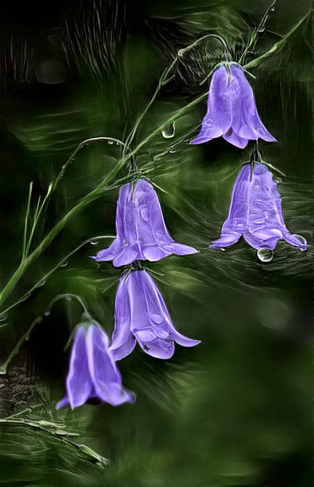 Baby Bluebells