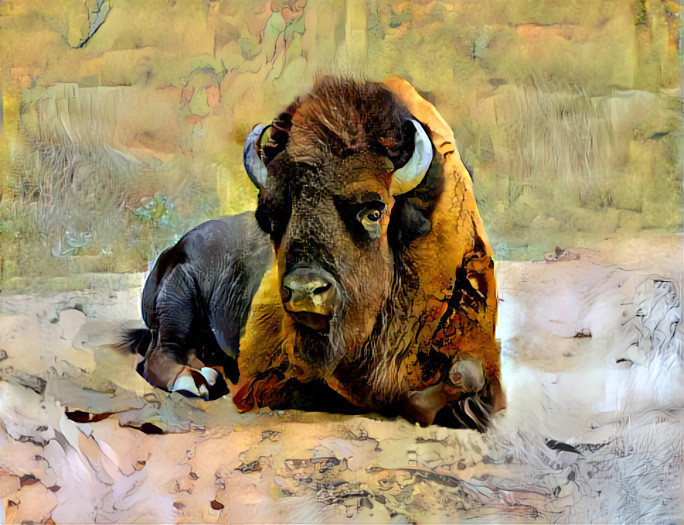 bison