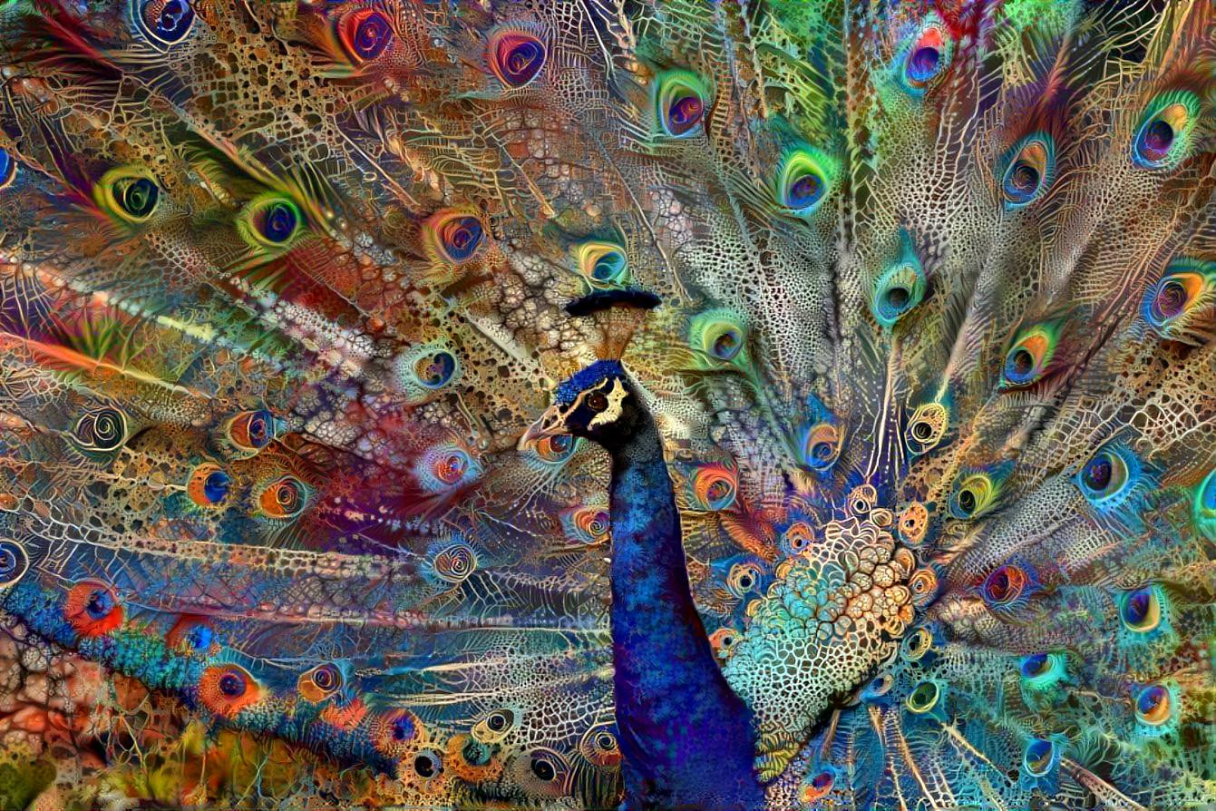 Flaunting Peacock