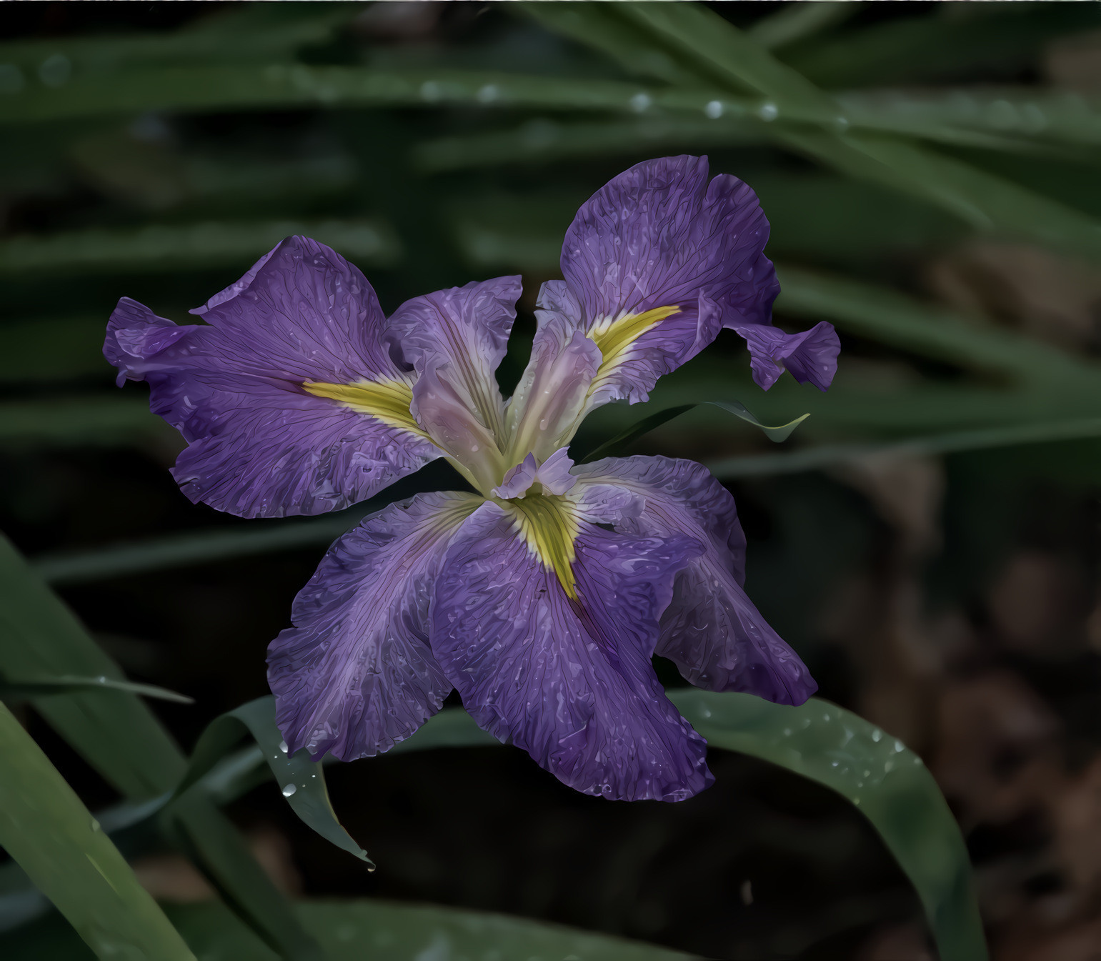 Purple Iris