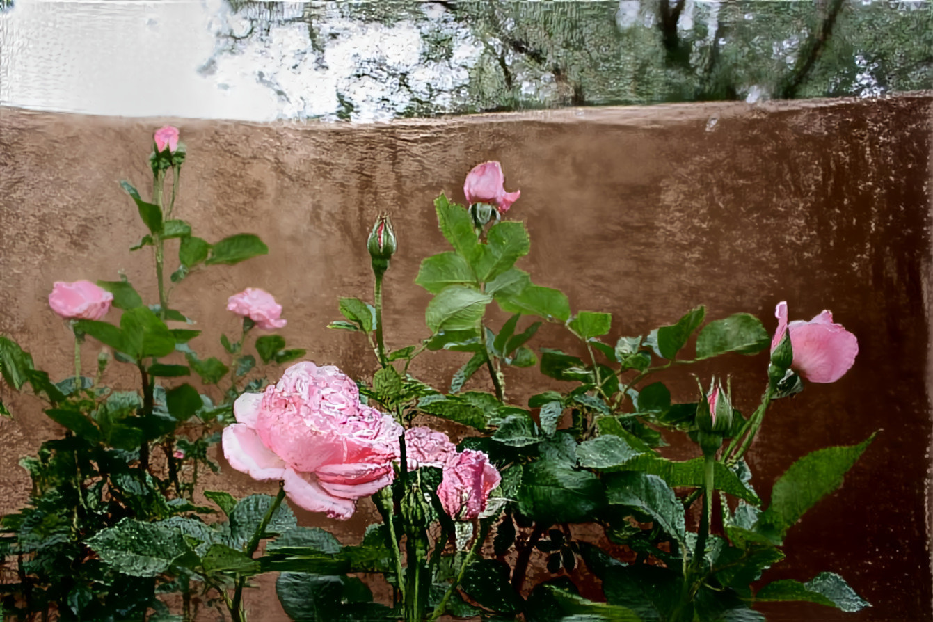 the rose bush