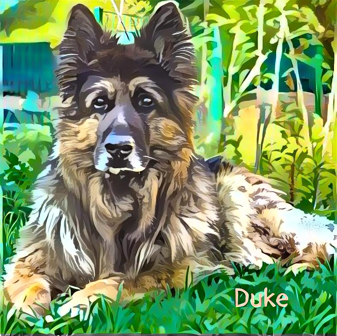 Duke