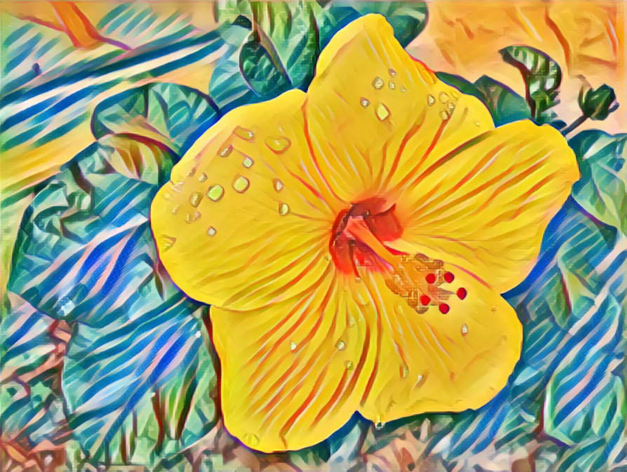 Hibiscus