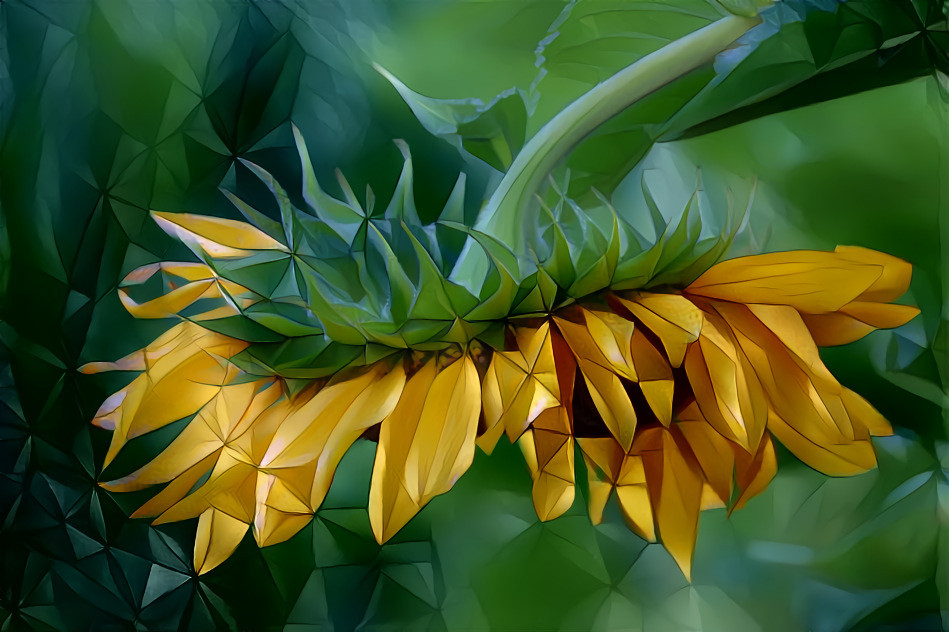 Sunflower side view