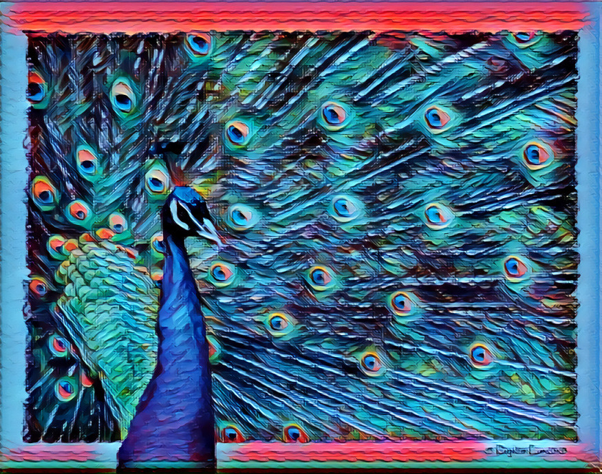 Peacock 1