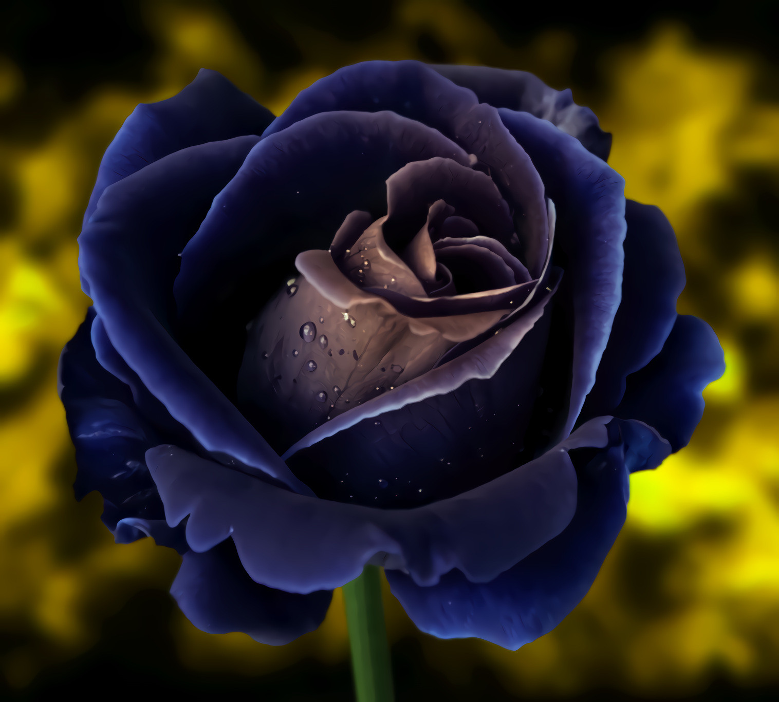 Deep Purple Rose