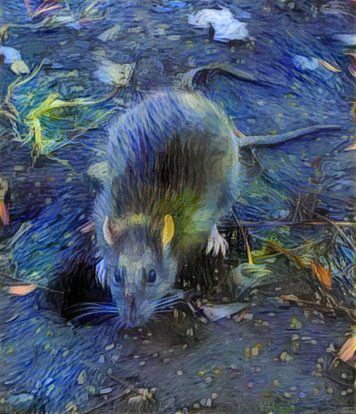 Rat