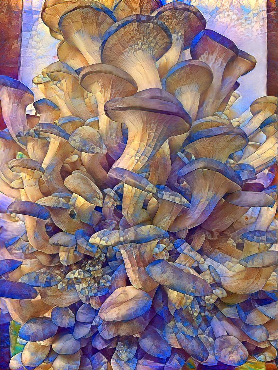 Oyster Mushrooms