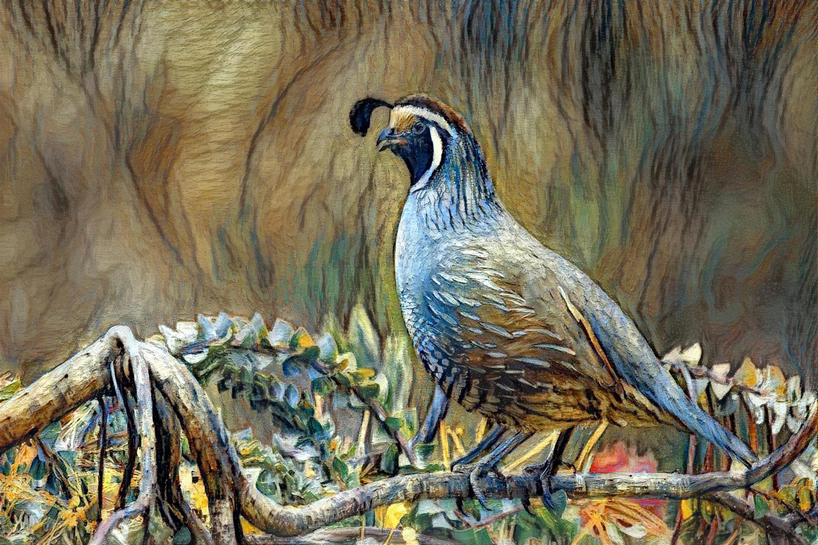 Quail on a Limb