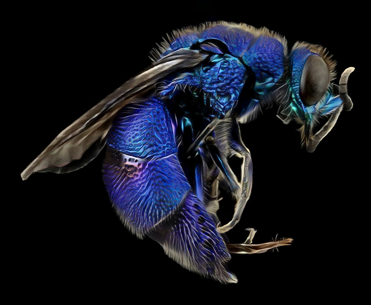 Blue bee