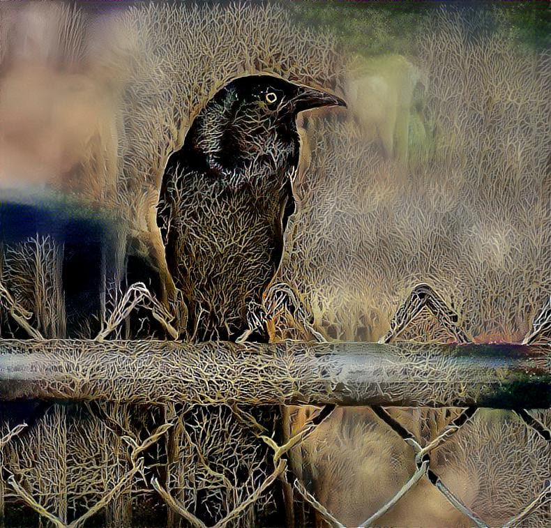 Common Grackle