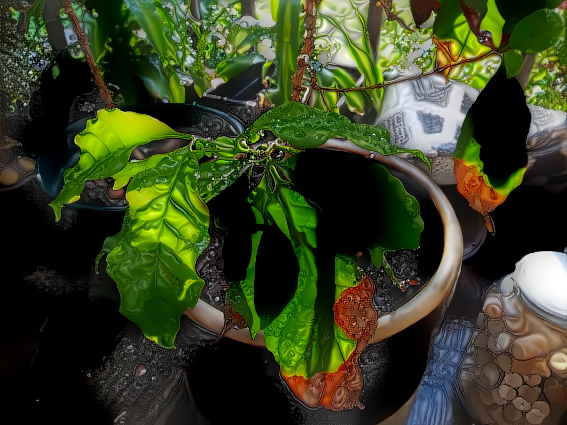 Porch Plants