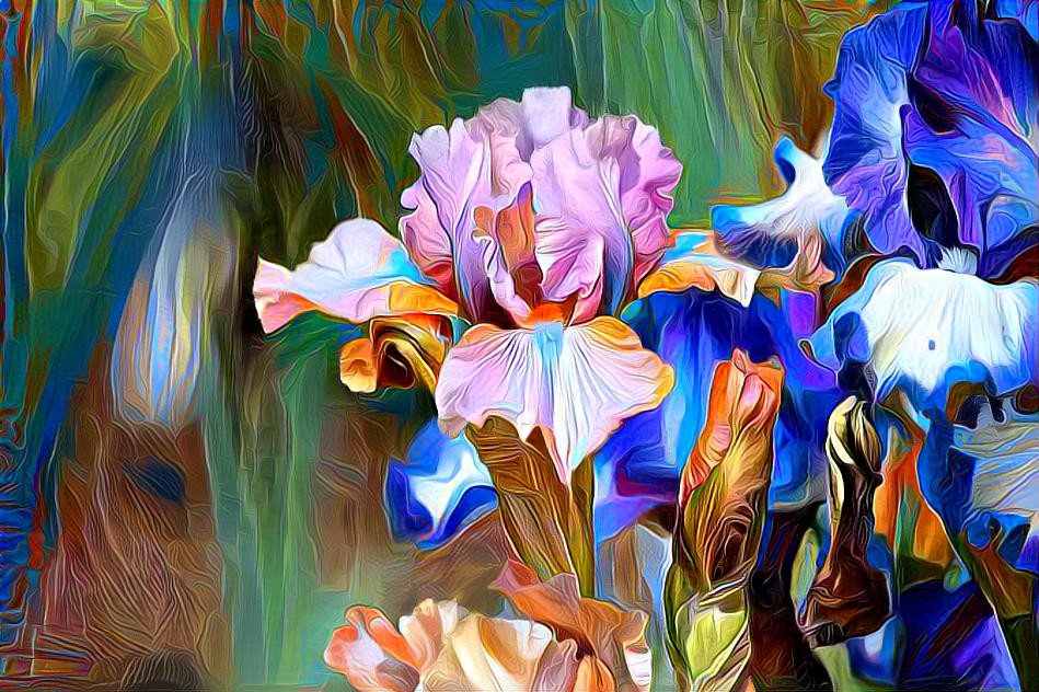 Irises