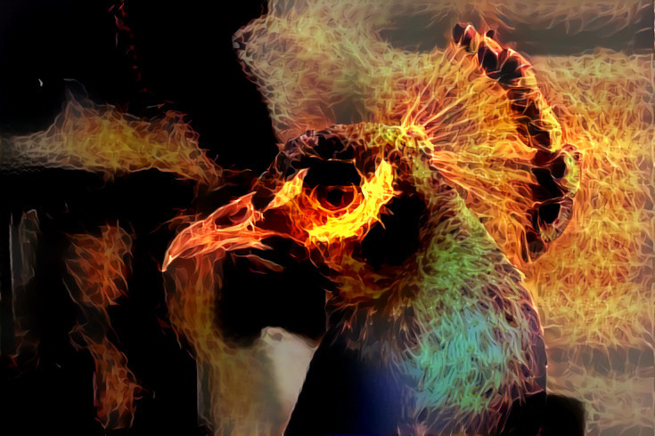 This Bird is on Fire