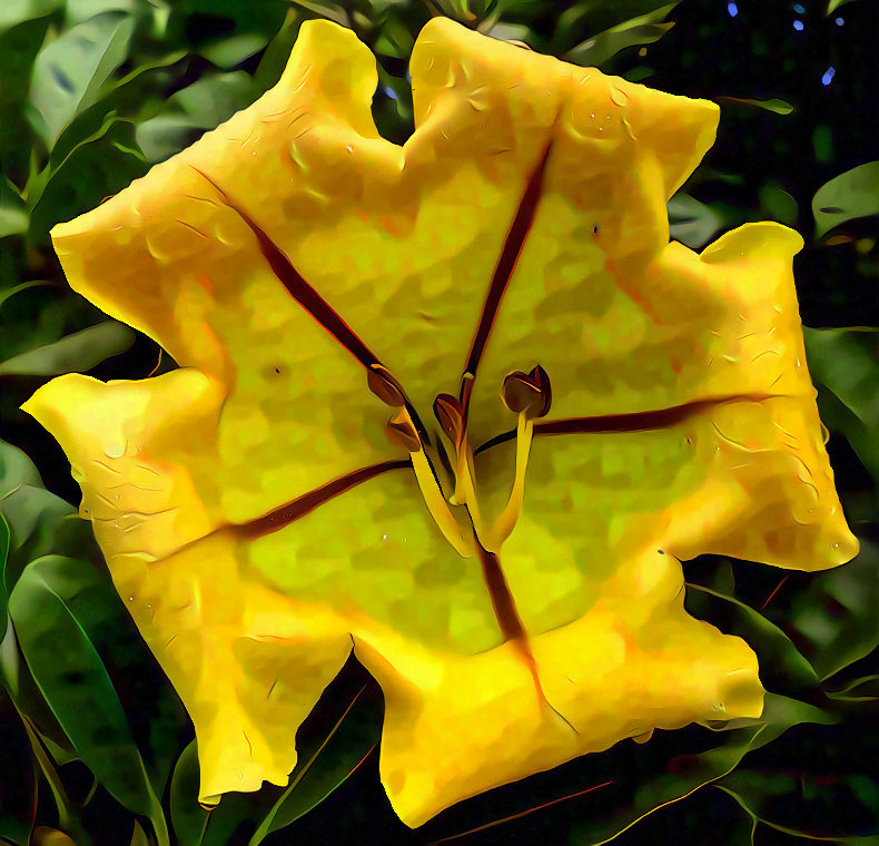 Yellow Chalice Flower