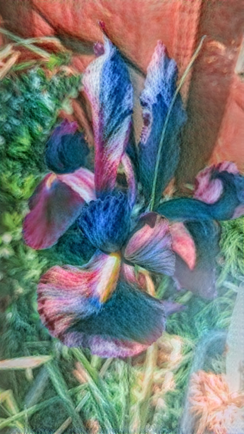 Woollen Iris 