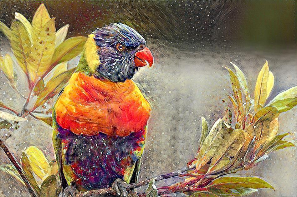 Rainbow Lorikeet