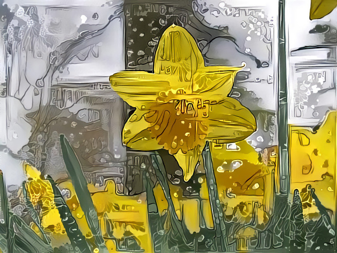 Daffodils