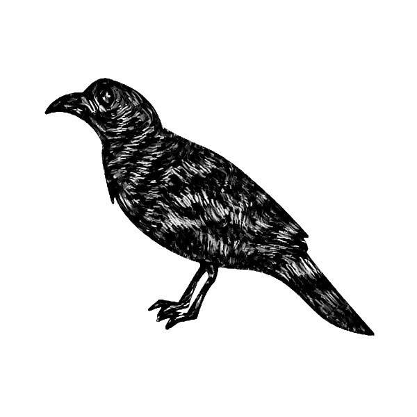 crow