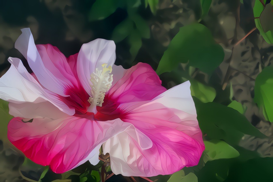 Pink Hibiscus