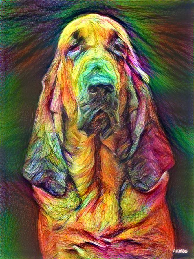 My bloodhound girl Lorenza