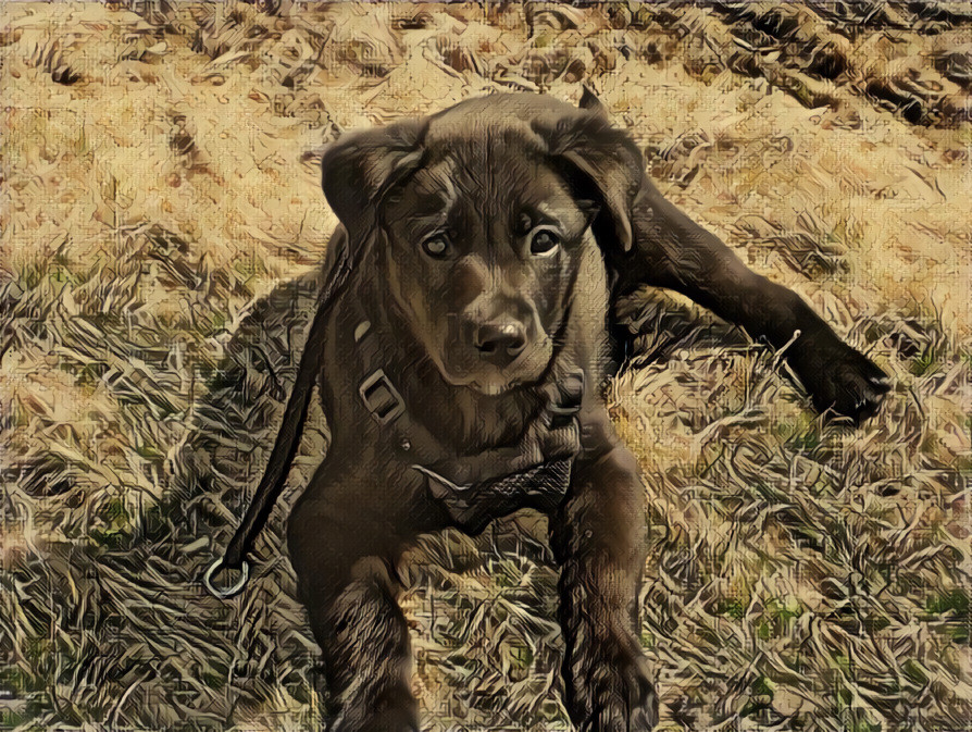 Lab Puppy Laying down