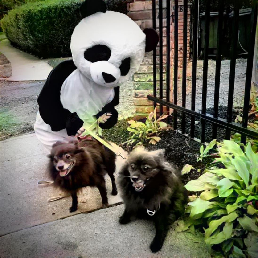 Panda w two of thr33 CerberusTeh 3rd= urs’ truely