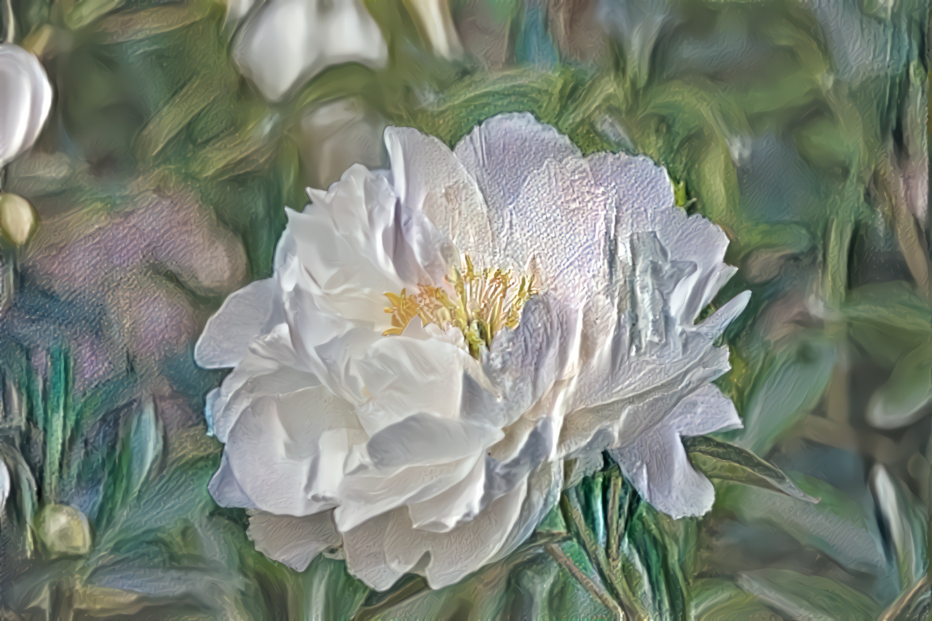 White Peony