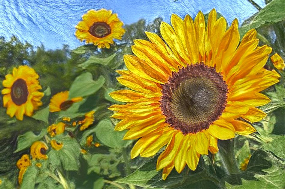 sunflower