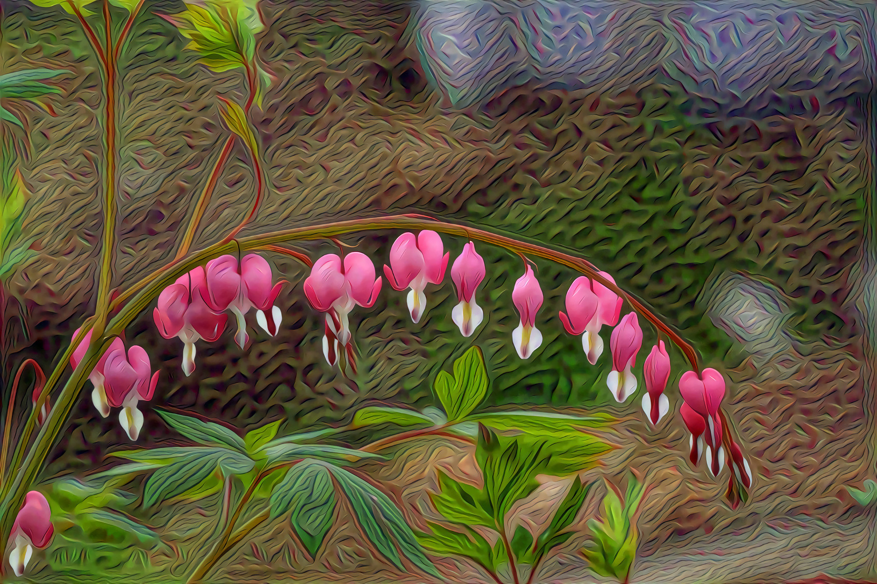 Bleeding Heart flowers