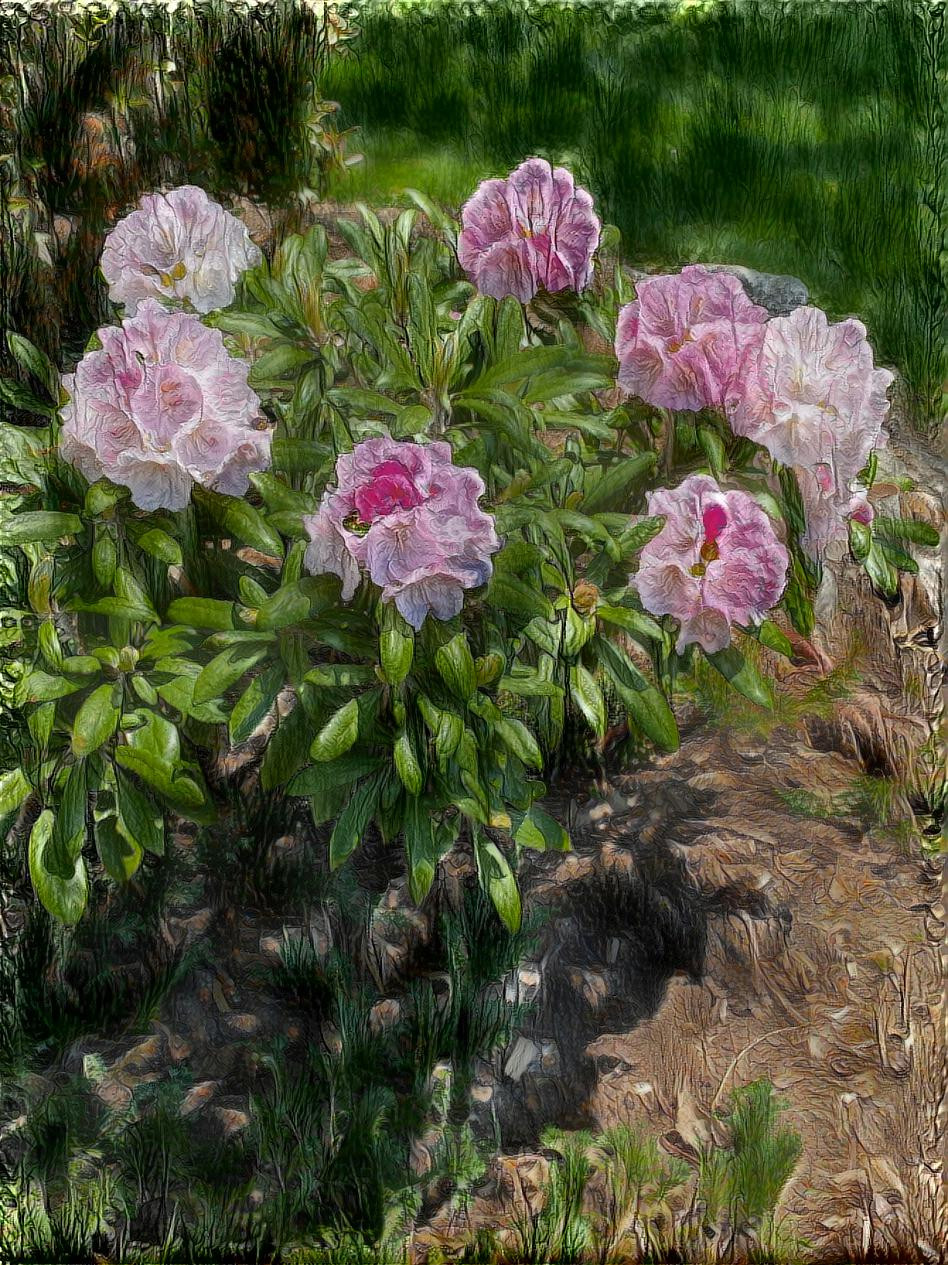 Rhododendron Flowers