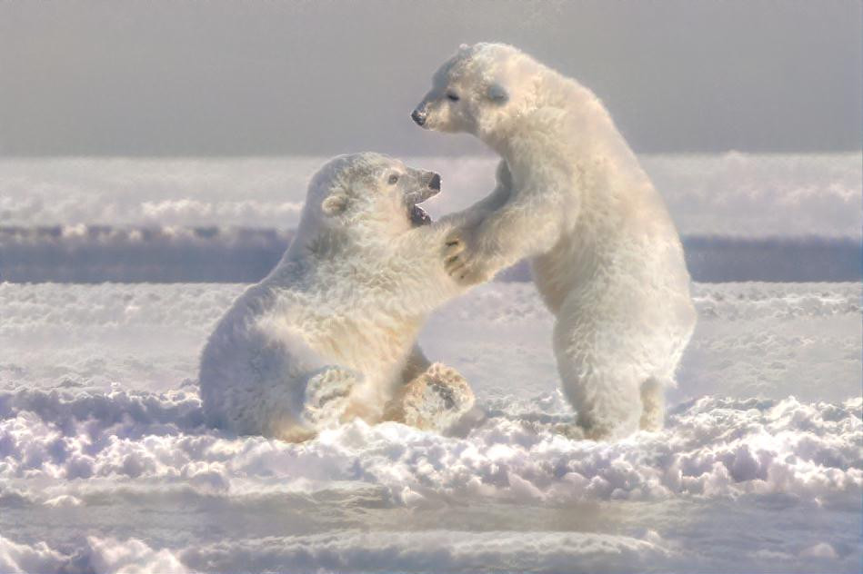 polar bears