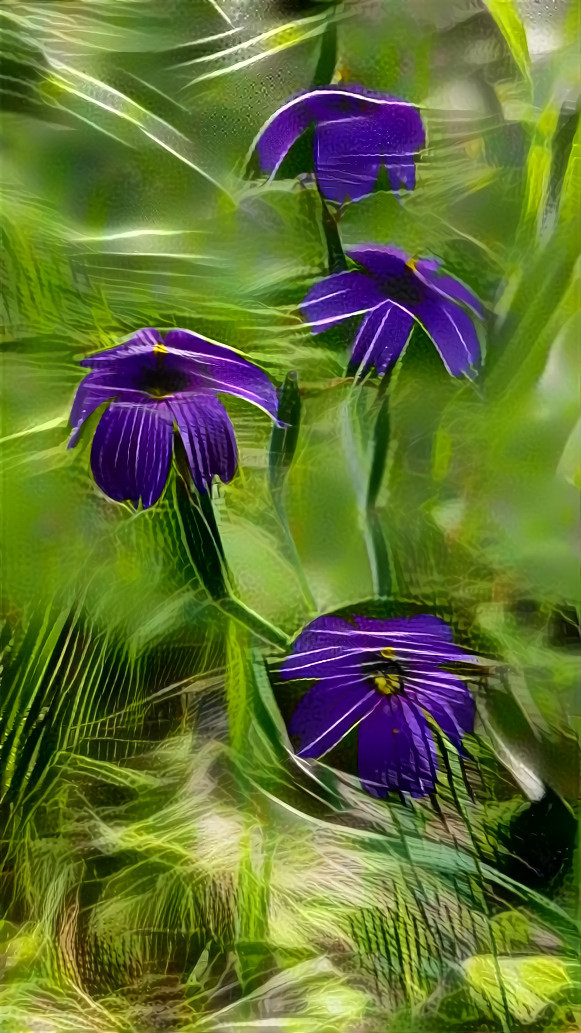 Blue Eyed Grass II