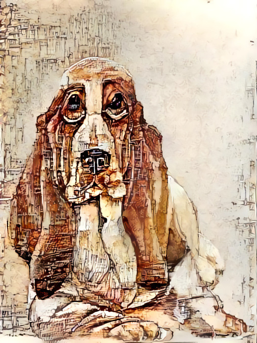 Bassett Hound