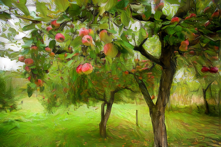 Apple trees