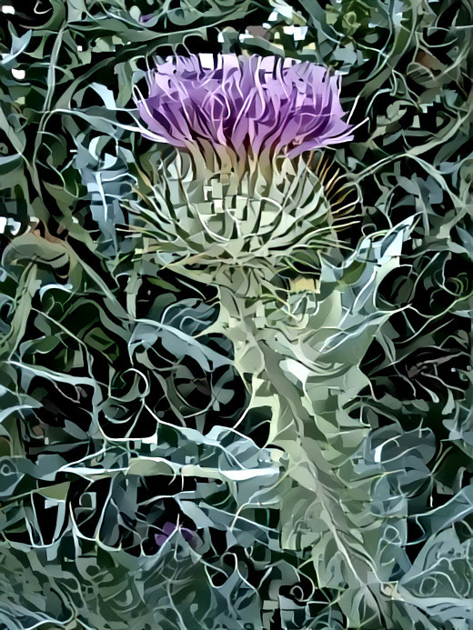 Thistle - photographer Deb Berk