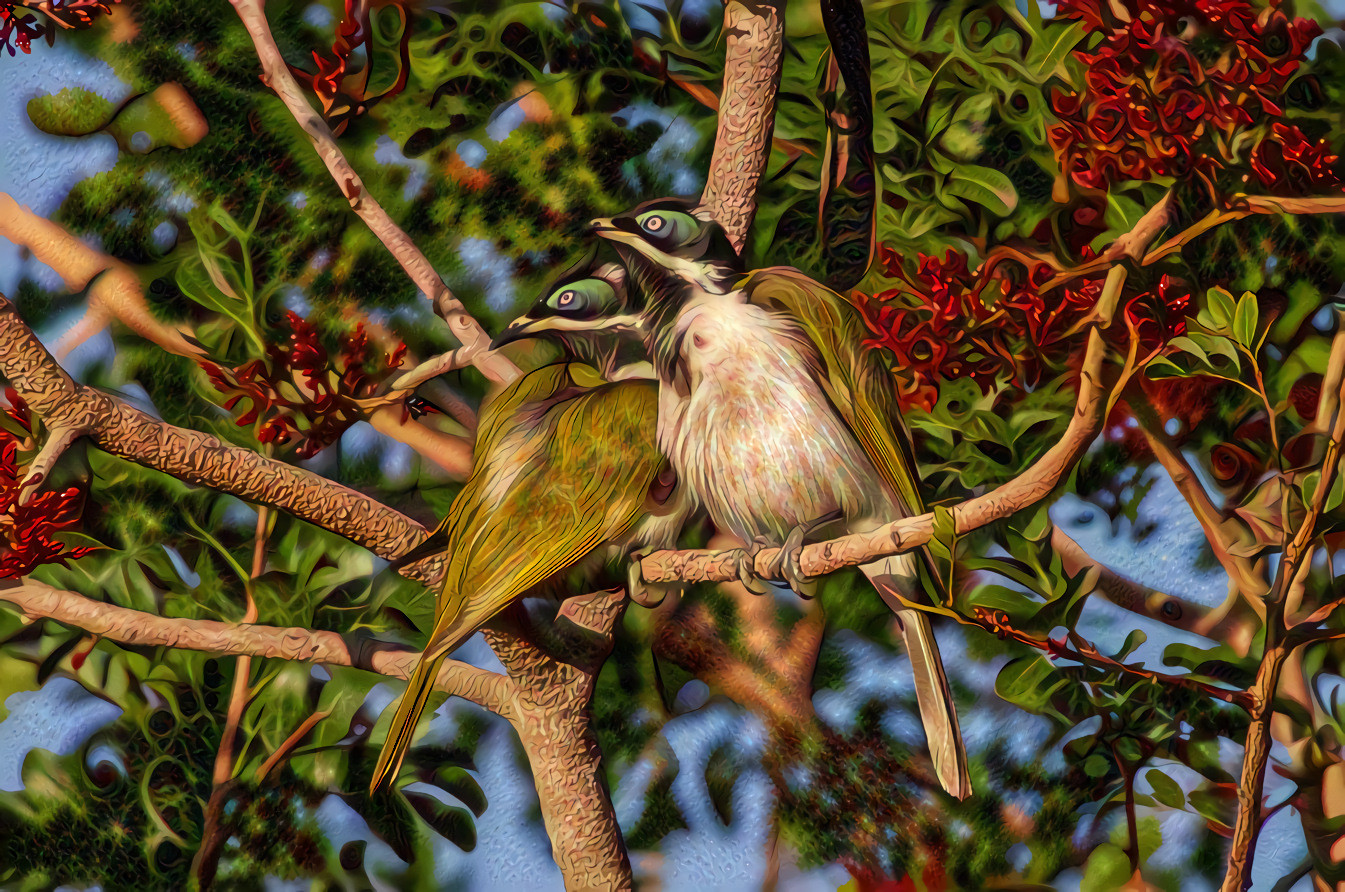 Blue Faced Honeyeaters