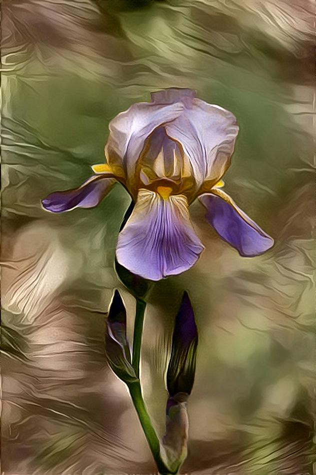 Iris