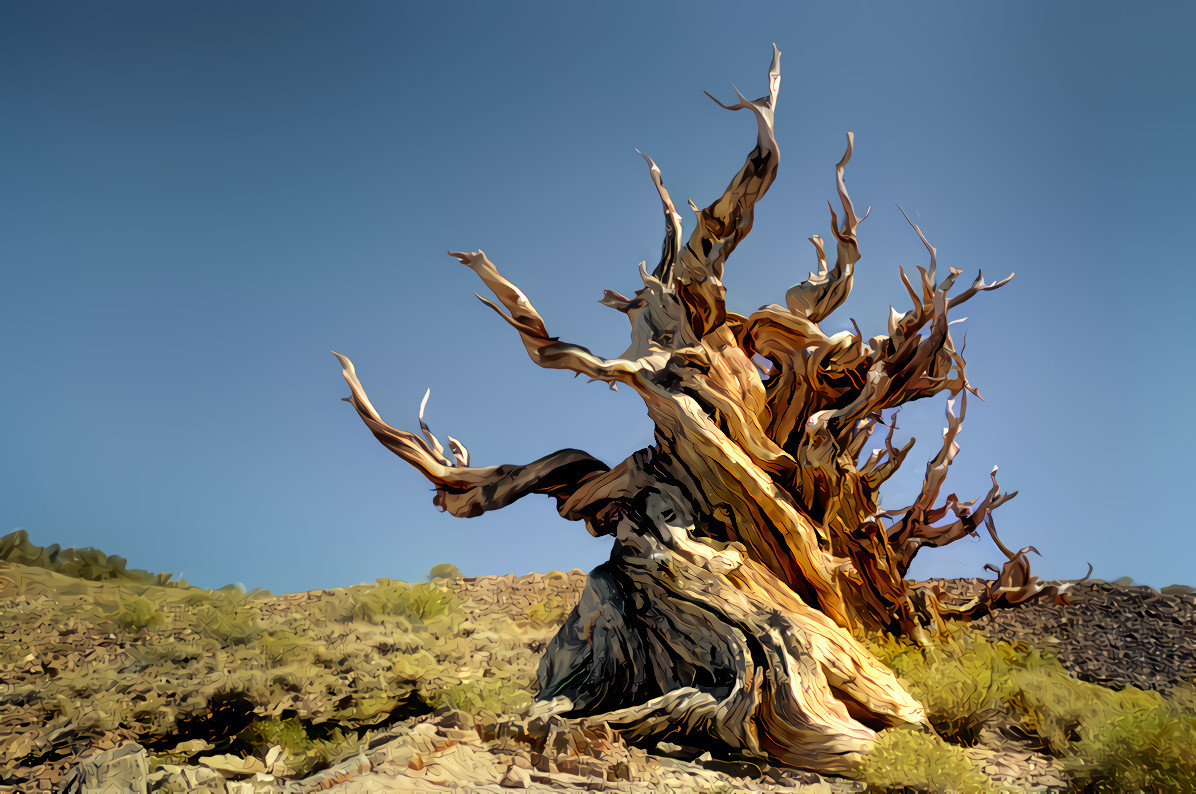 Ancient Bristlecone Pine