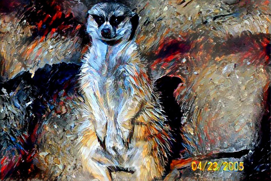 Meercat in color