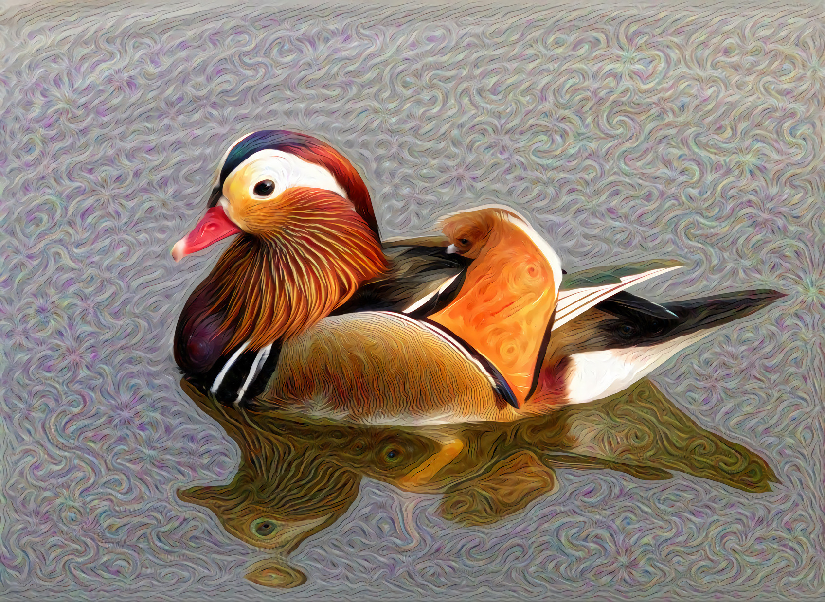 Mandarin Duck