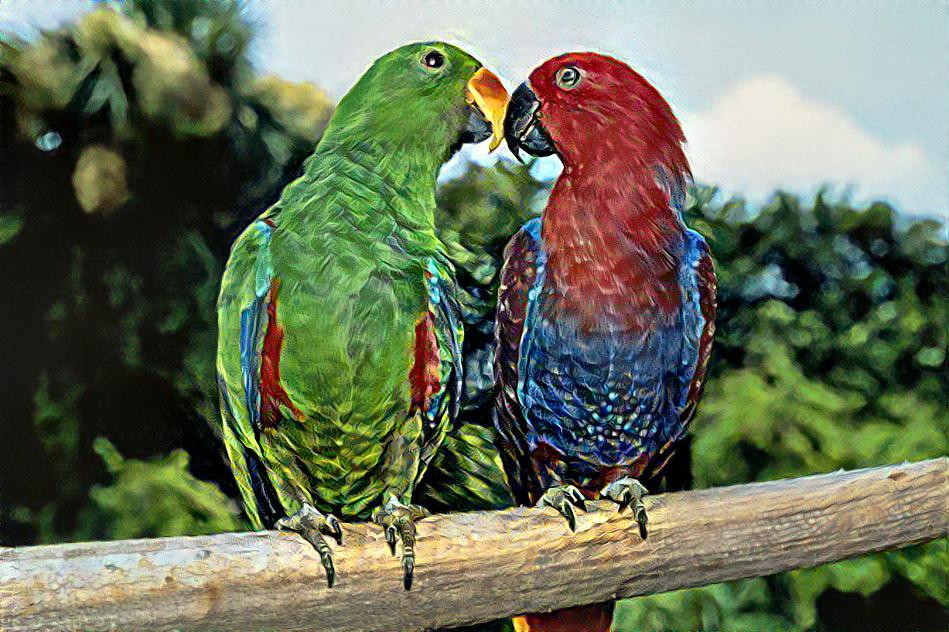 Parrot couple