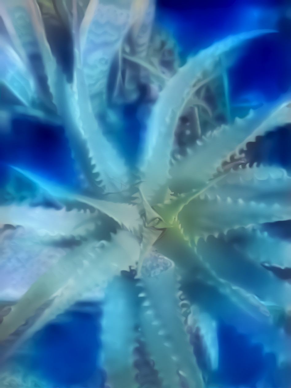 Blue aloe