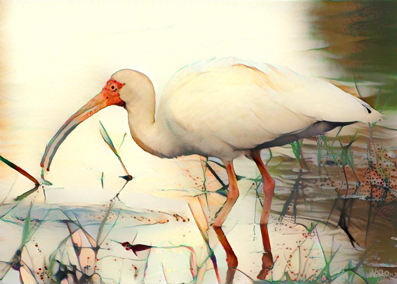 Ibis