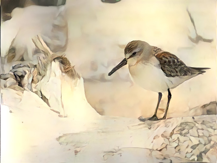 Western Sandpiper