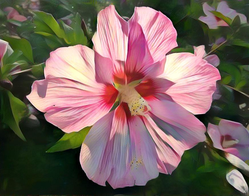 Sunlight on an Althea Flower