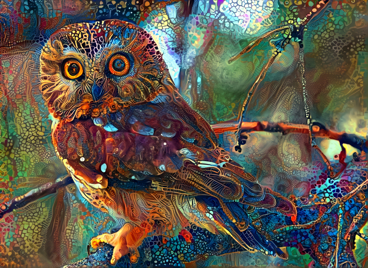 Wandering Owl