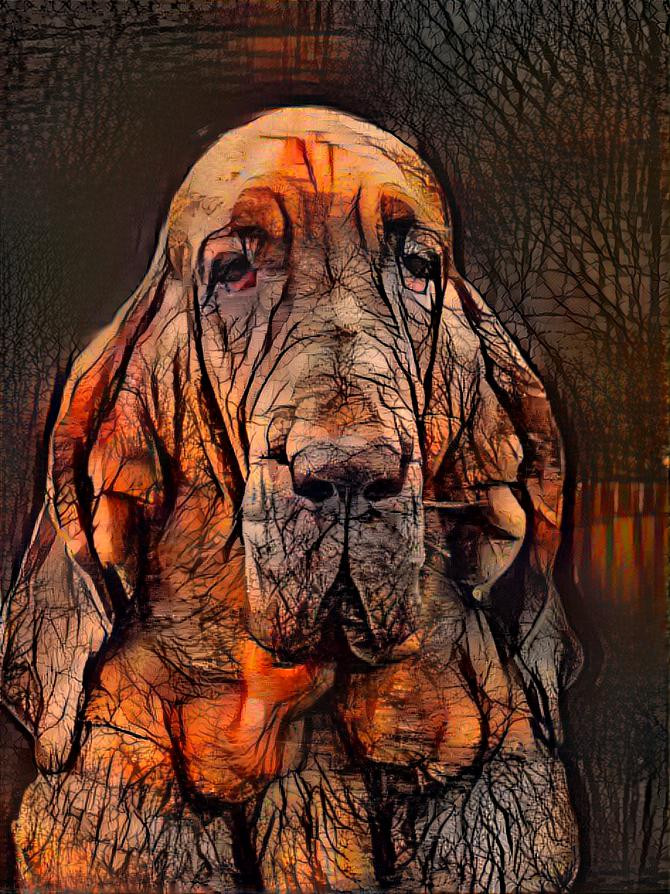 My bloodhound girl Klara